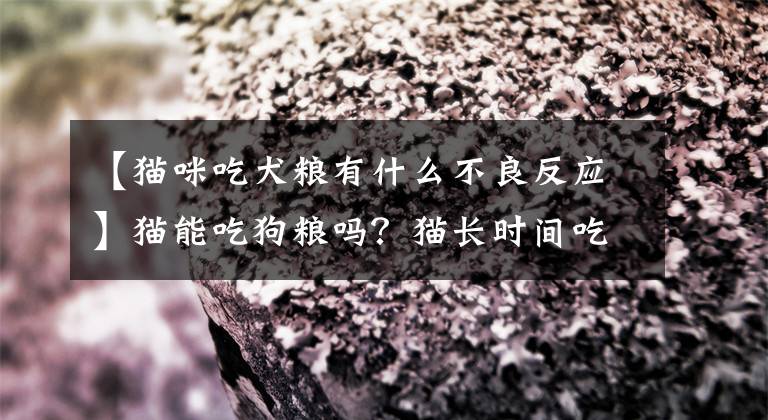 【猫咪吃犬粮有什么不良反应】猫能吃狗粮吗？猫长时间吃狗粮，竟然会这么受伤！文章配图
