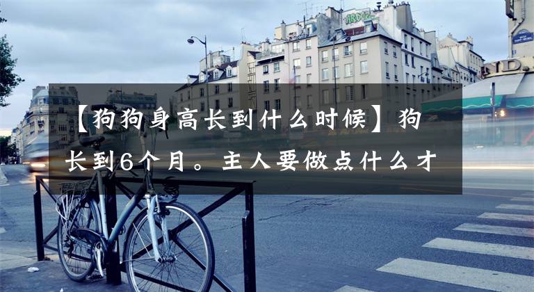 【狗狗身高长到什么时候】狗长到6个月。主人要做点什么才能保护健康，直到成年。(莎士比亚)。文章配图