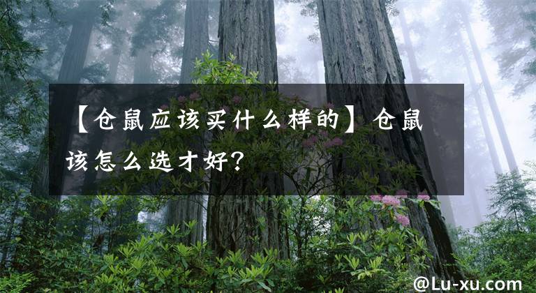 【仓鼠应该买什么样的】仓鼠该怎么选才好？文章配图