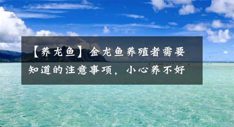 【养龙鱼】金龙鱼养殖者需要知道的注意事项，小心养不好损失大！