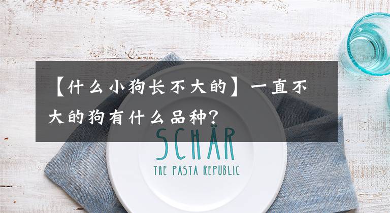 【什么小狗长不大的】一直不大的狗有什么品种？文章配图