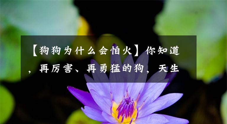【狗狗为什么会怕火】你知道，再厉害、再勇猛的狗，天生也怕四样东西吗？文章配图