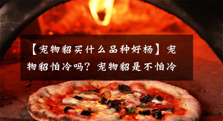 【宠物貂买什么品种好杨】宠物貂怕冷吗？宠物貂是不怕冷的宠物文章配图