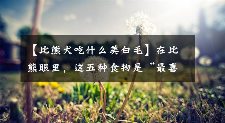 【比熊犬吃什么美白毛】在比熊眼里，这五种食物是“最喜欢”的食物文章配图