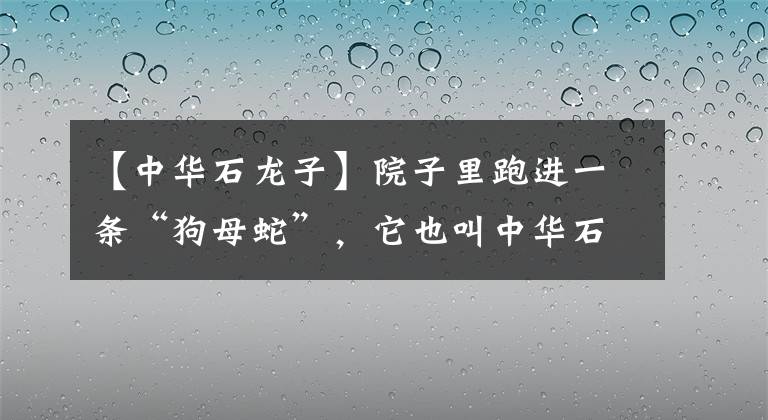 【中华石龙子】院子里跑进一条“狗母蛇”，它也叫中华石龙子，你们认识吗？