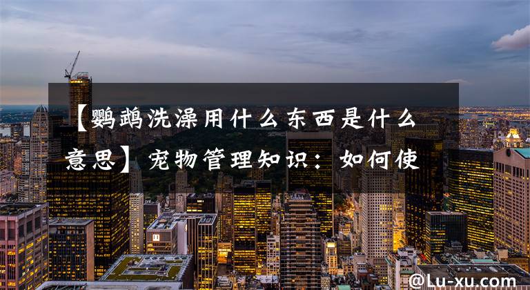【鹦鹉洗澡用什么东西是什么意思】宠物管理知识：如何使鹦鹉的羽毛柔软、有光泽，这样养是对的！文章配图