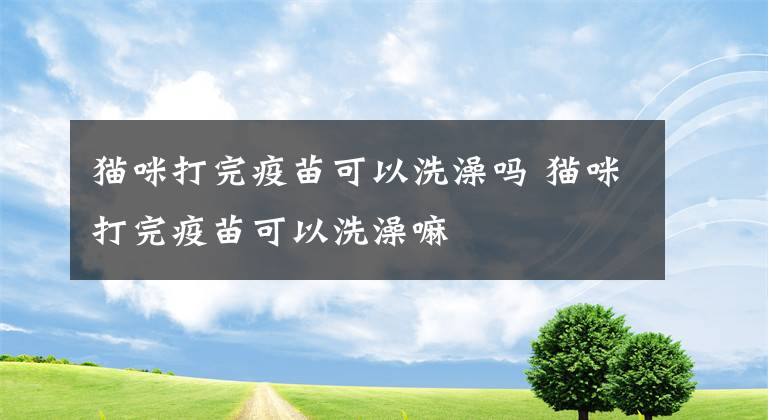 猫咪打完疫苗可以洗澡吗 猫咪打完疫苗可以洗澡嘛文章配图