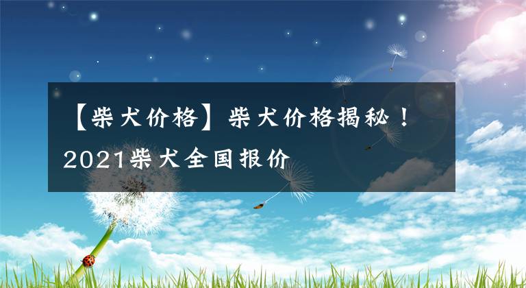 【柴犬价格】柴犬价格揭秘！2021柴犬全国报价