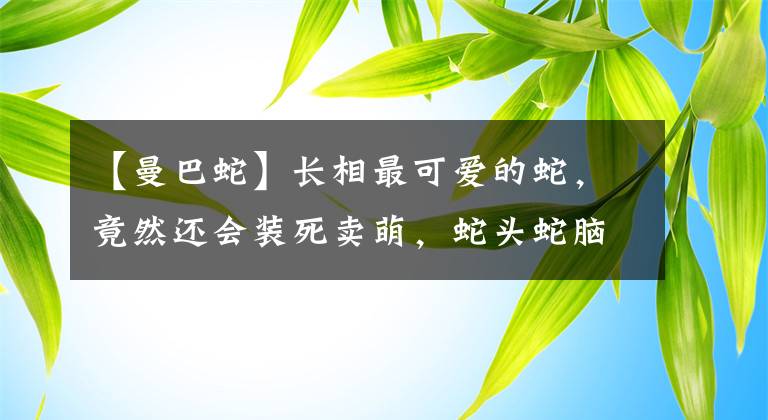 【曼巴蛇】长相最可爱的蛇，竟然还会装死卖萌，蛇头蛇脑却不干蛇事