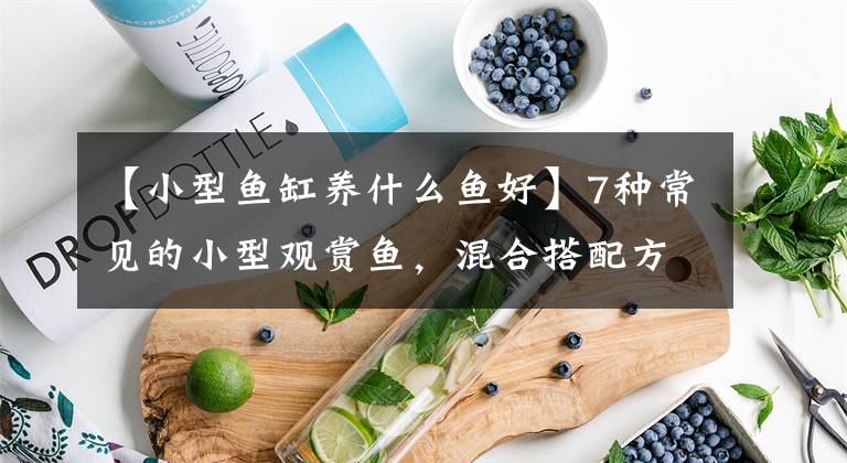 【小型鱼缸养什么鱼好】7种常见的小型观赏鱼，混合搭配方式和繁殖方法，操作简单。文章配图