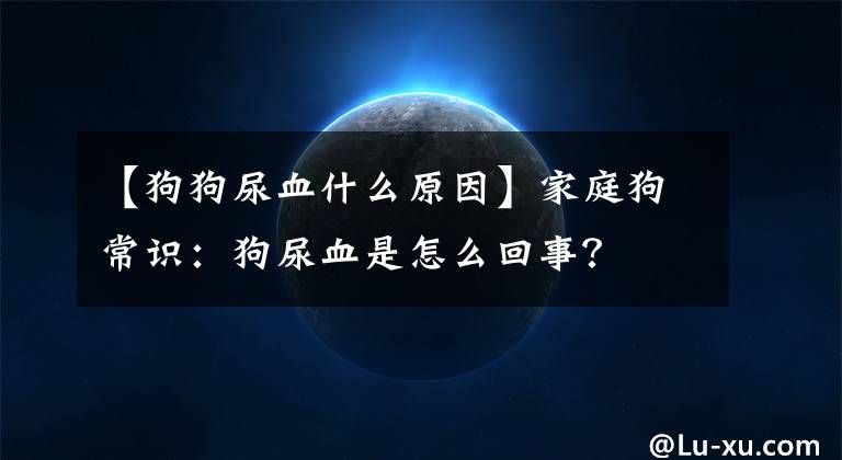 【狗狗尿血什么原因】家庭狗常识：狗尿血是怎么回事？文章配图
