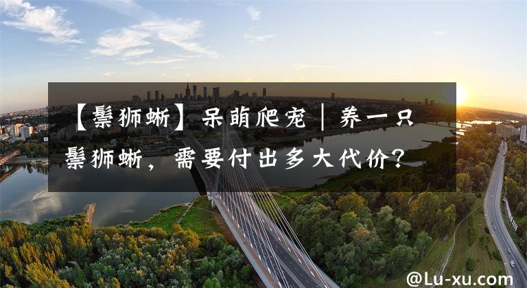 【鬃狮蜥】呆萌爬宠｜养一只鬃狮蜥，需要付出多大代价？