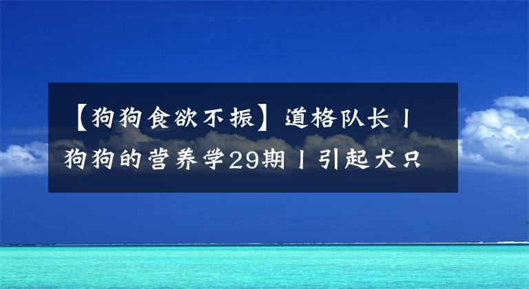 【狗狗食欲不振】道格队长丨狗狗的营养学29期丨引起犬只食欲不振的常见原因