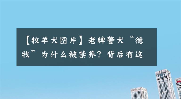 【牧羊犬图片】老牌警犬“德牧”为什么被禁养？背后有这些原因