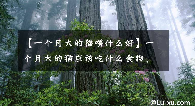 【一个月大的猫喂什么好】一个月大的猫应该吃什么食物，新生儿猫该怎么养？文章配图