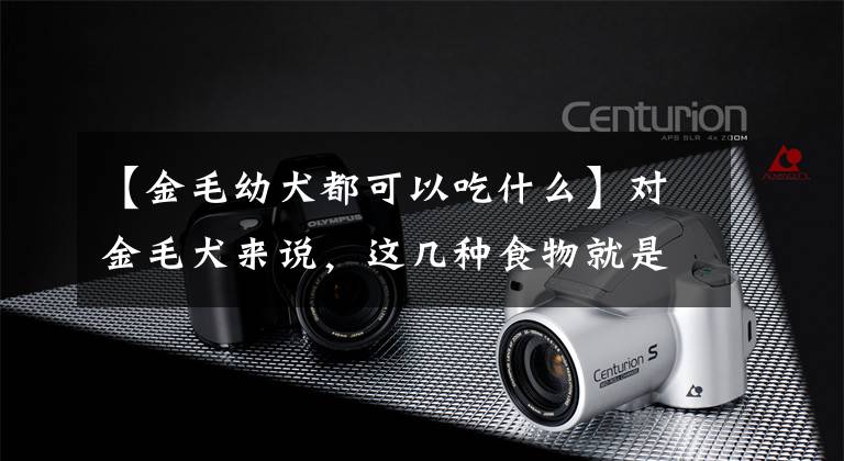 【金毛幼犬都可以吃什么】对金毛犬来说，这几种食物就是“人类的味道”文章配图