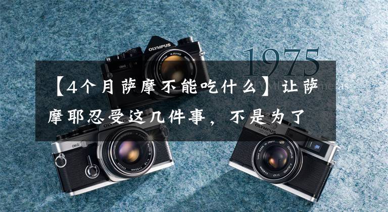 【4个月萨摩不能吃什么】让萨摩耶忍受这几件事，不是为了那个，而是伤害它。文章配图
