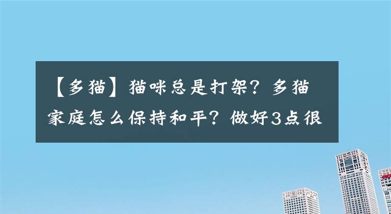 【多猫】猫咪总是打架？多猫家庭怎么保持和平？做好3点很重要