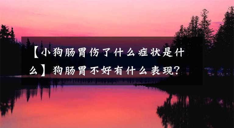 【小狗肠胃伤了什么症状是什么】狗肠胃不好有什么表现？怎么调节？文章配图