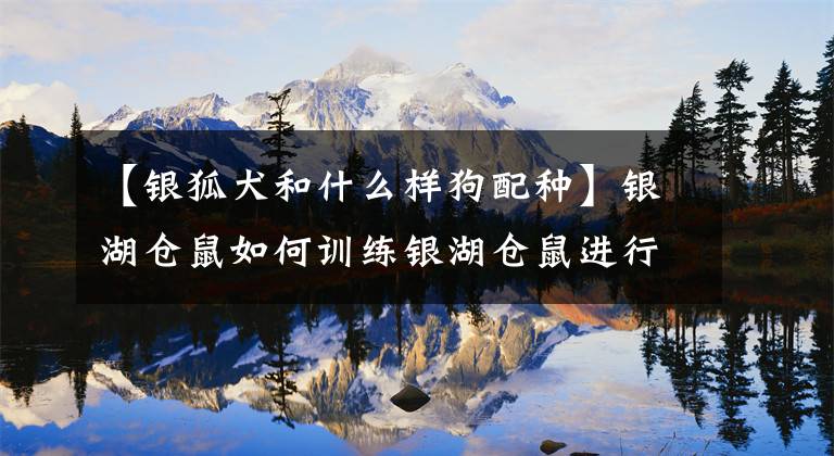 【银狐犬和什么样狗配种】银湖仓鼠如何训练银湖仓鼠进行撒尿训练？文章配图