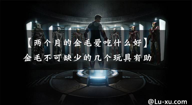 【两个月的金毛爱吃什么好】金毛不可缺少的几个玩具有助于训练狗，还能增加感情文章配图