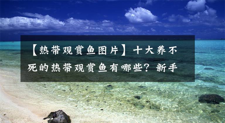 【热带观赏鱼图片】十大养不死的热带观赏鱼有哪些？新手最好养的是哪种鱼？