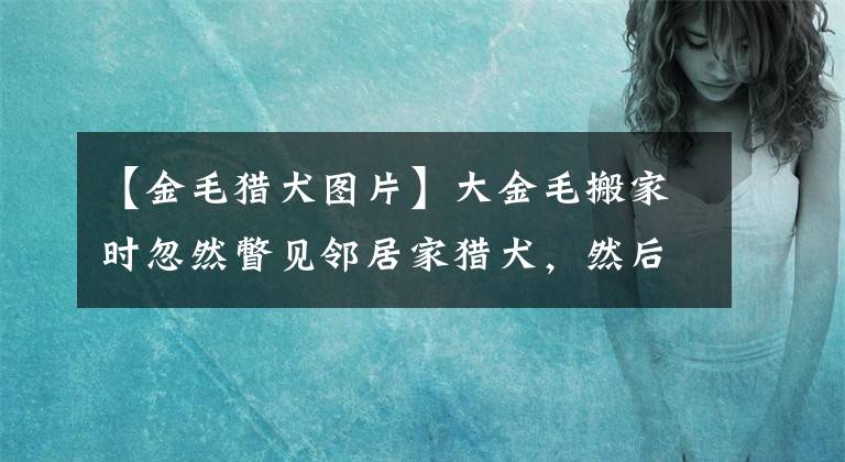 【金毛猎犬图片】大金毛搬家时忽然瞥见邻居家猎犬，然后就...看对眼了...