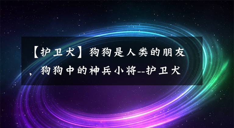 【护卫犬】狗狗是人类的朋友，狗狗中的神兵小将--护卫犬，你喜欢它吗？文章配图