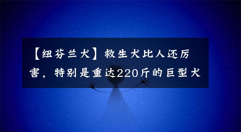 【纽芬兰犬】救生犬比人还厉害，特别是重达220斤的巨型犬，凭借本能救人