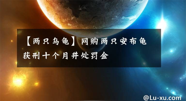 【两只乌龟】网购两只安布龟获刑十个月并处罚金