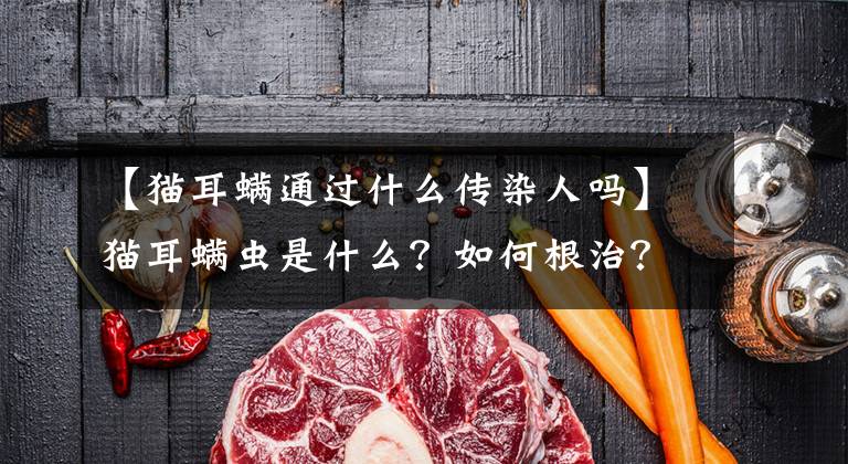 【猫耳螨通过什么传染人吗】猫耳螨虫是什么？如何根治？教你一篇。文章配图