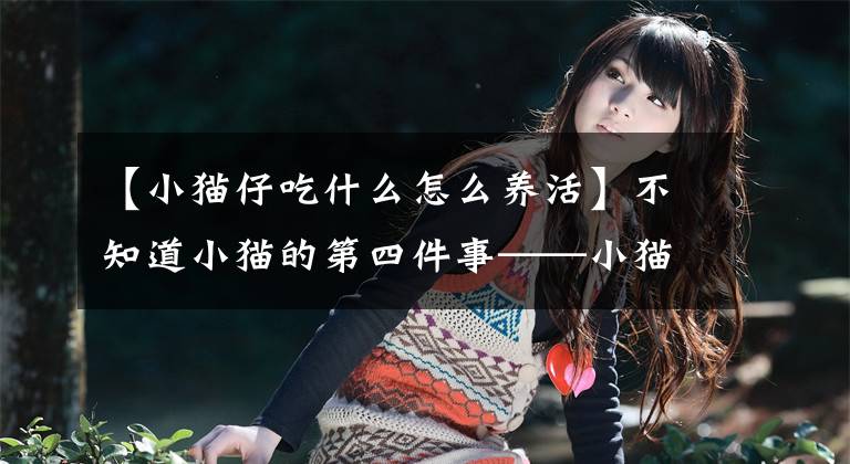 【小猫仔吃什么怎么养活】不知道小猫的第四件事——小猫应该吃什么？文章配图
