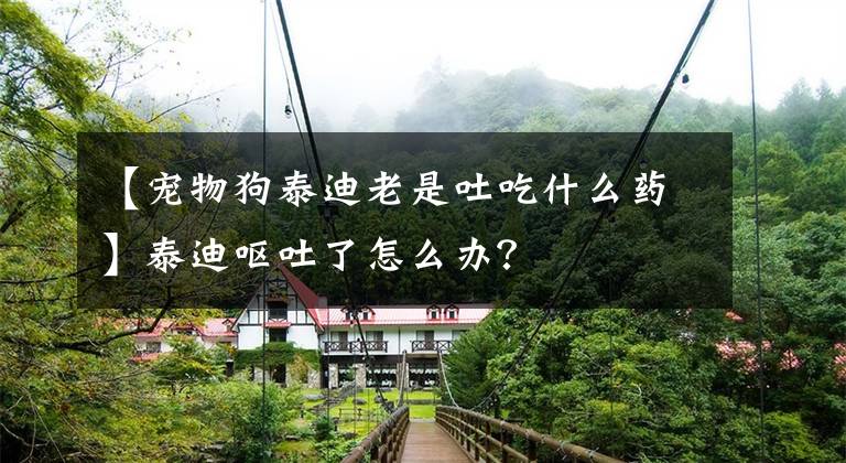 【宠物狗泰迪老是吐吃什么药】泰迪呕吐了怎么办？文章配图