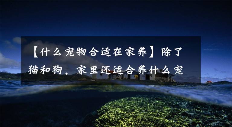 【什么宠物合适在家养】除了猫和狗，家里还适合养什么宠物？文章配图