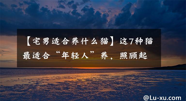 【宅男适合养什么猫】这7种猫最适合“年轻人”养，照顾起来不麻烦。文章配图