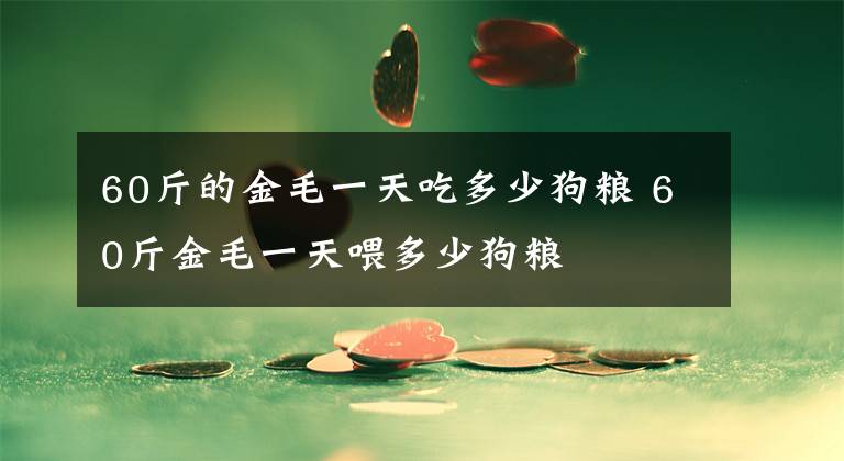 60斤的金毛一天吃多少狗粮 60斤金毛一天喂多少狗粮文章配图