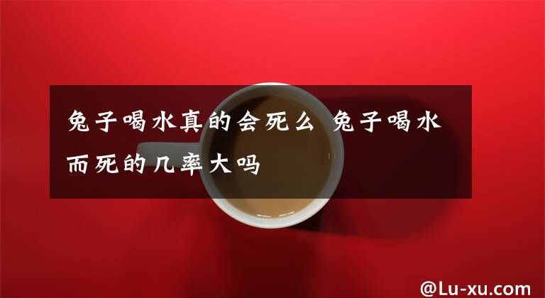 兔子喝水真的会死么 兔子喝水而死的几率大吗文章配图