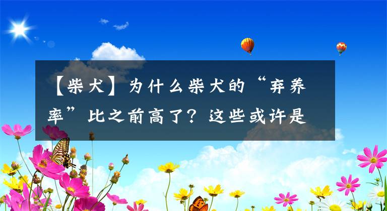 【柴犬】为什么柴犬的“弃养率”比之前高了？这些或许是答案