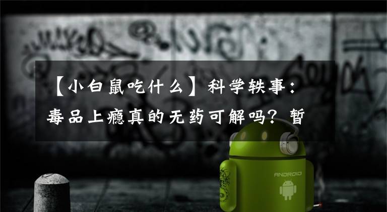 【小白鼠吃什么】科学轶事：毒品上瘾真的无药可解吗？暂时是的