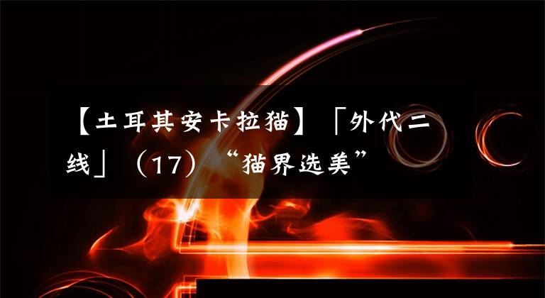 【土耳其安卡拉猫】「外代二线」（17）“猫界选美”