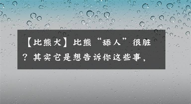 【比熊犬】比熊“舔人”很脏？其实它是想告诉你这些事，别嫌弃