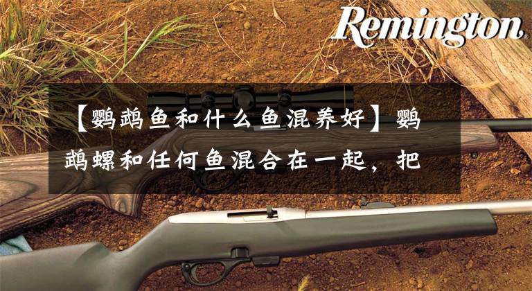 【鹦鹉鱼和什么鱼混养好】鹦鹉螺和任何鱼混合在一起，把这10种鱼一起养好文章配图