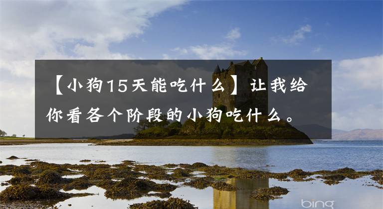 【小狗15天能吃什么】让我给你看各个阶段的小狗吃什么。文章配图
