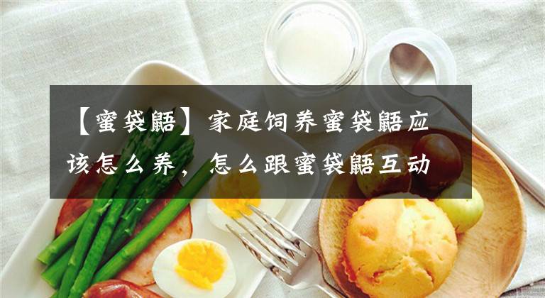 【蜜袋鼯】家庭饲养蜜袋鼯应该怎么养，怎么跟蜜袋鼯互动