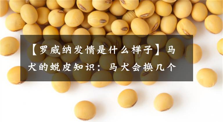 【罗威纳发情是什么样子】马犬的蜕皮知识：马犬会换几个月的毛？蜕皮的特点是什么？文章配图
