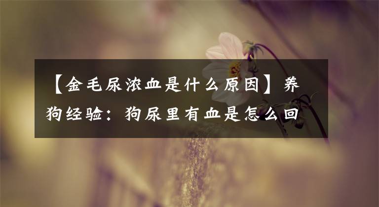 【金毛尿浓血是什么原因】养狗经验：狗尿里有血是怎么回事？犬尿血的三大原因及处理方法文章配图