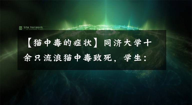 【猫中毒的症状】同济大学十余只流浪猫中毒致死，学生：猫碗中检测出化学物