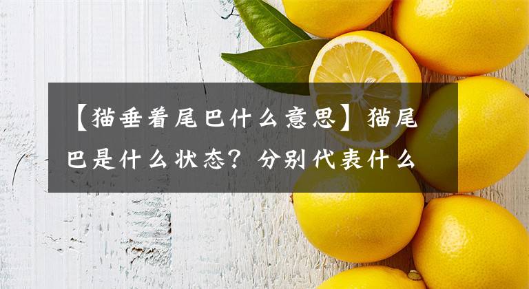 【猫垂着尾巴什么意思】猫尾巴是什么状态？分别代表什么心情文章配图