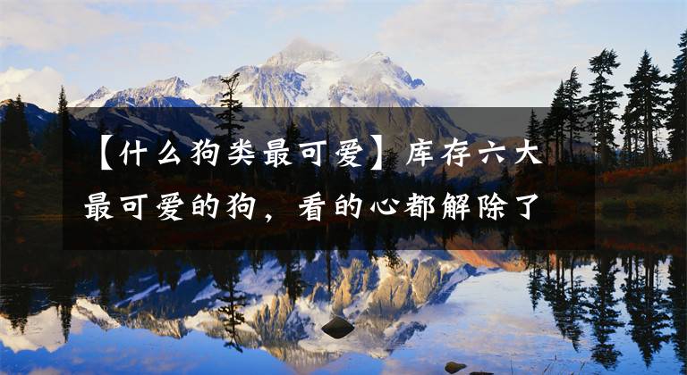 【什么狗类最可爱】库存六大最可爱的狗，看的心都解除了，你最喜欢哪个？文章配图