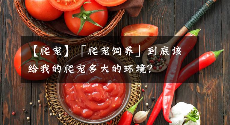 【爬宠】「爬宠饲养」到底该给我的爬宠多大的环境？